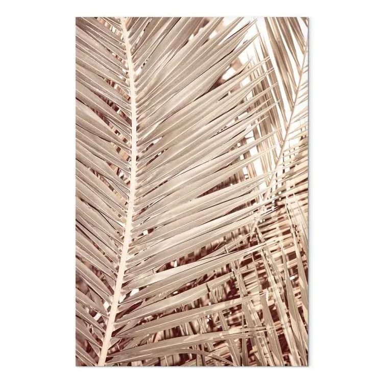 Dried palm - sharp, dry palm leaves on a white background